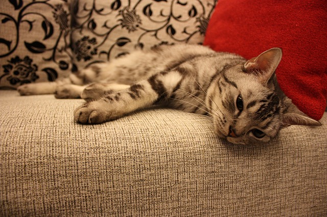 Katzenhaare vom Sofa entfernen
