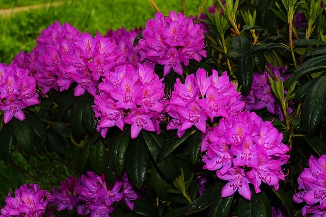 Rhododendronzirka morgens bekämpfen