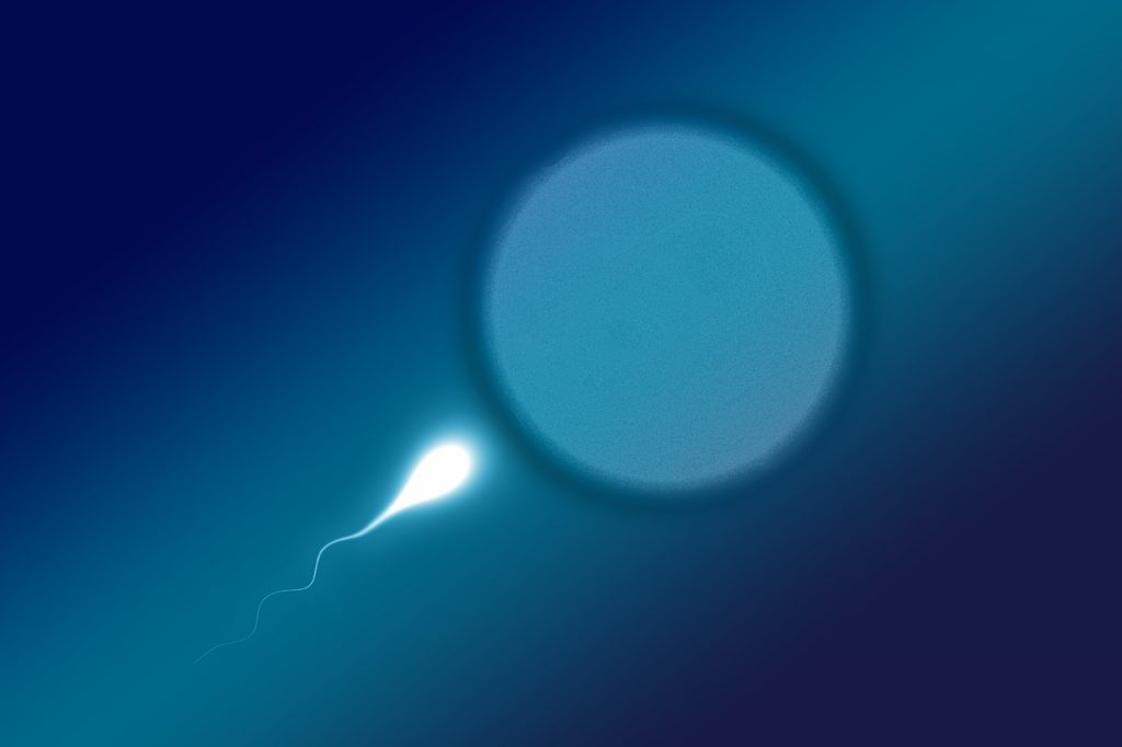 Bild Ei und Spermium