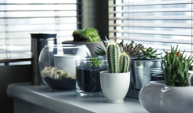 Bild Fensterbank mit Pflanzen