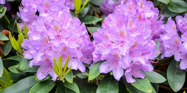 Bild Rhododendron