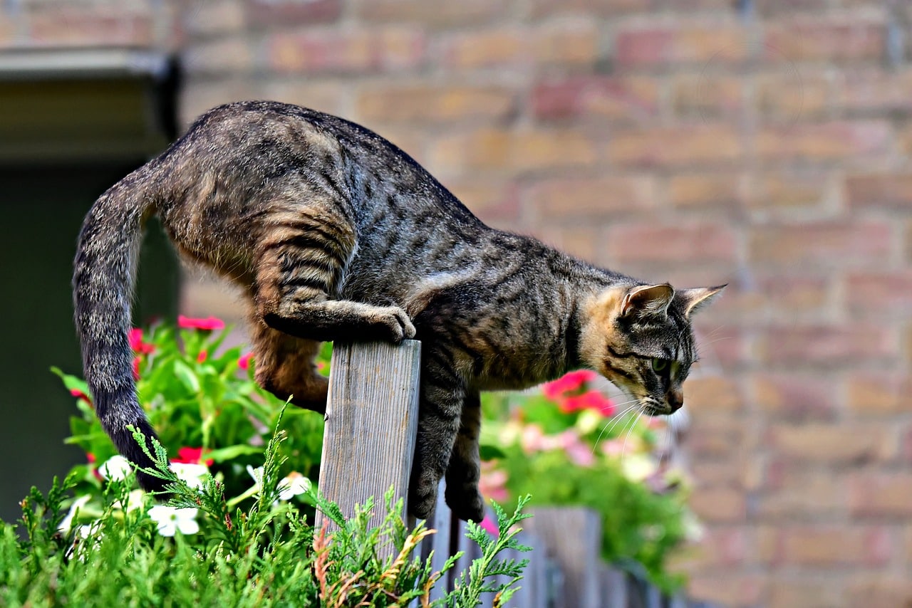 Bild Katze auf dem Zaun